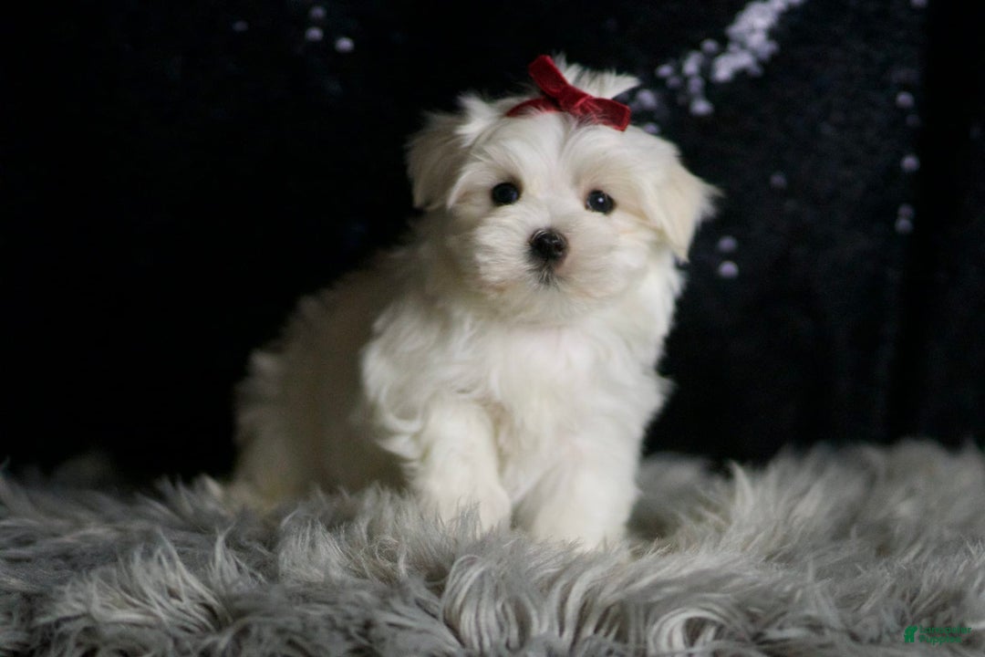 Maltese dogs for sale: Cloudpuff - Ad 6