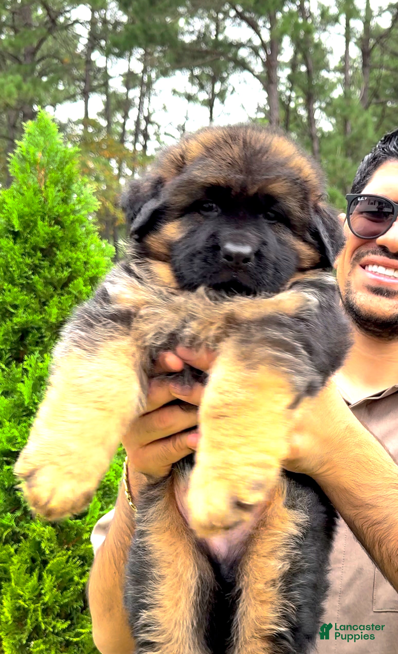 German Shepherd dogs Simba - Ad 1