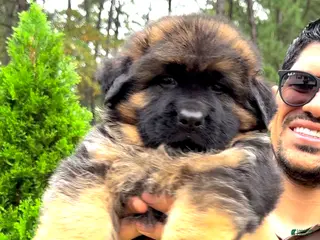 German Shepherd dogs Simba - Ad 1