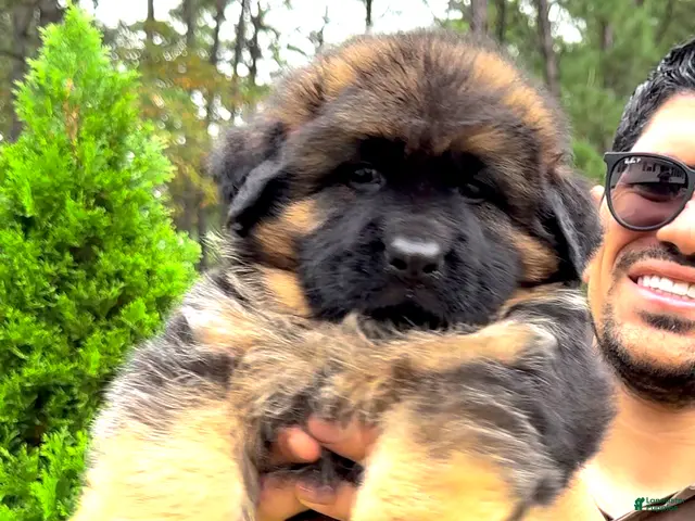 German Shepherd dogs for sale: Simba - Ad 1