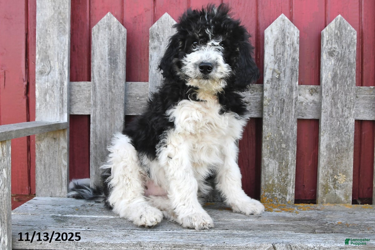 Bernedoodle dogs Sally - Ad 6