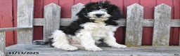Bernedoodle dogs for sale: Sally - Ad 1