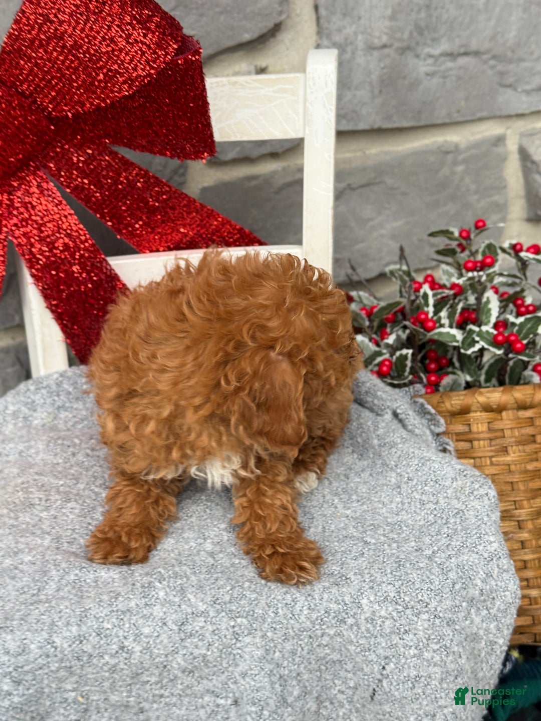 Toy Poodle dogs for sale: Kira - Ad 3