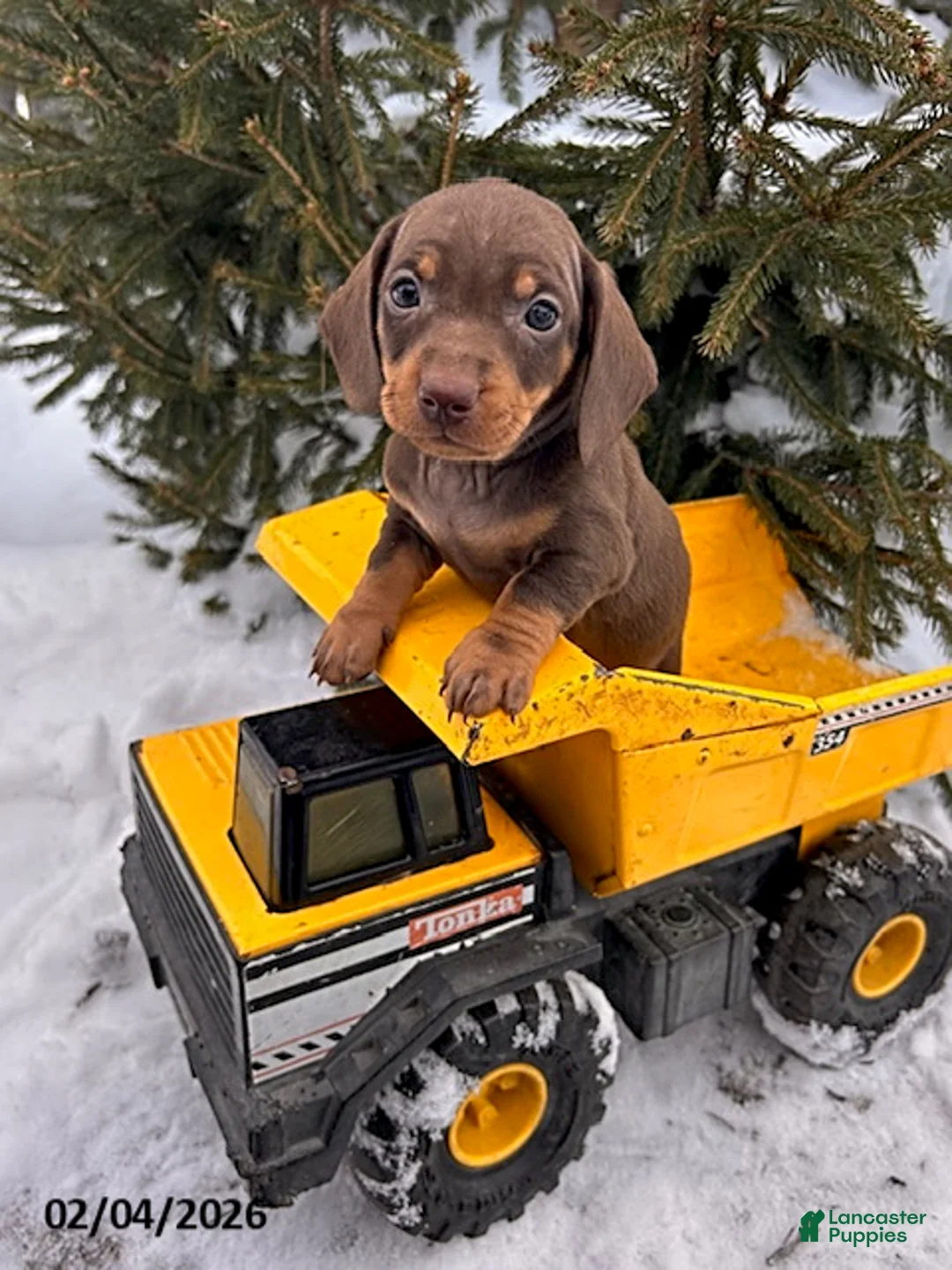 Miniature Dachshund dogs for sale: Chip - Ad 2