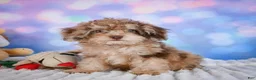 Miniature Poodle dogs for sale:  pete - Ad 13
