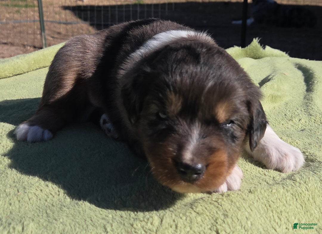 Australian Shepherd dogs for sale: Newt - Ad 3