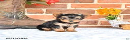 Yorkshire Terrier dogs for sale: Wade - Ad 4