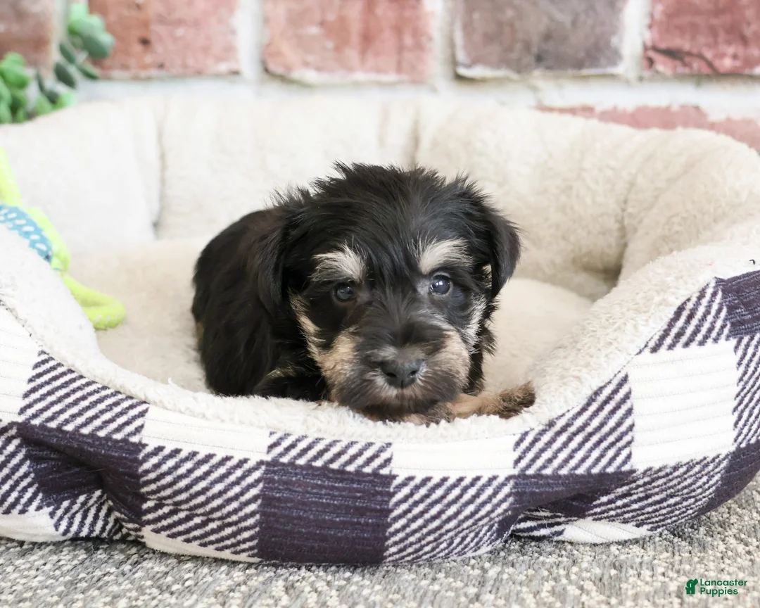 Miniature Schnauzer dogs for sale: Boomer  - Ad 1