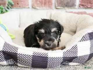 Miniature Schnauzer dogs Boomer - Ad 42