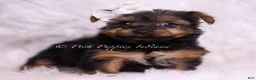 Yorkshire Terrier dogs for sale: Skeeter - Ad 4