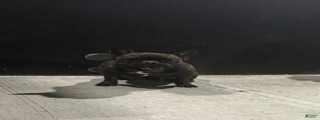 Tounchie 