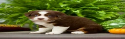 Miniature Australian Shepherd dogs for sale: Tori - Ad 4