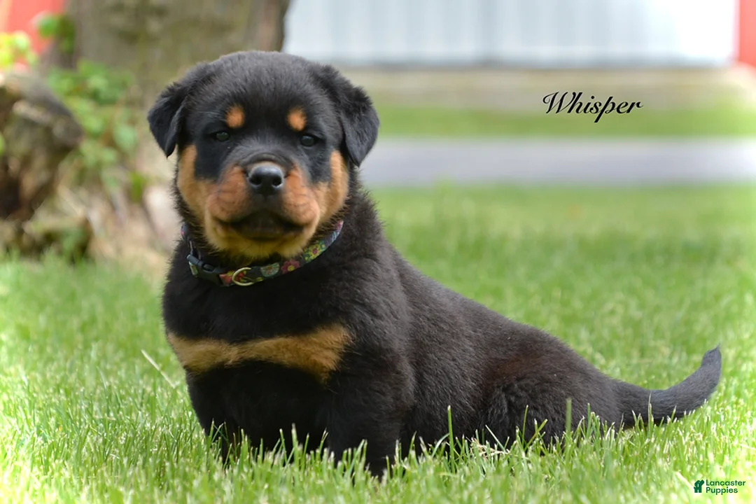 Rottweiler dogs for sale: Whiper - Ad 2