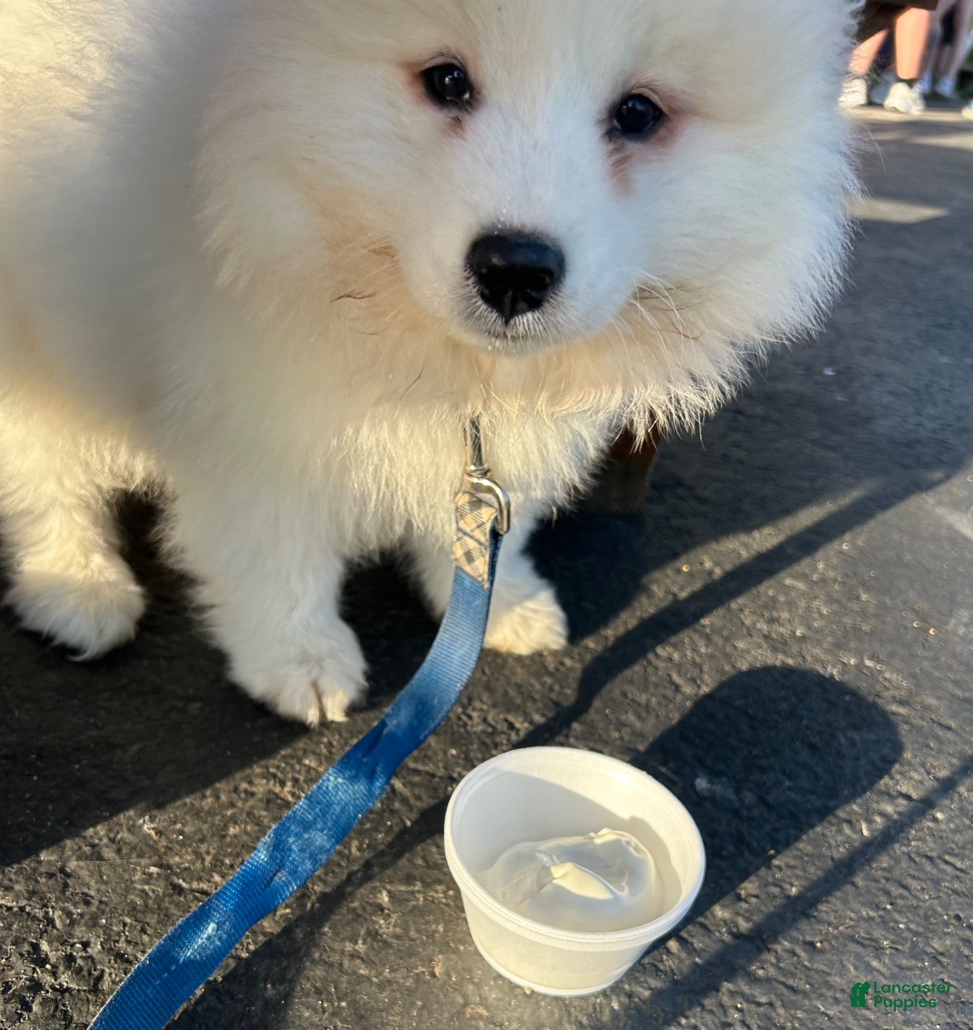 Samoyed dogs Samoyed Puppy 1 - Ad 1