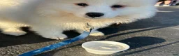 Samoyed dogs for sale: Samoyed Puppy 1 - Ad 1
