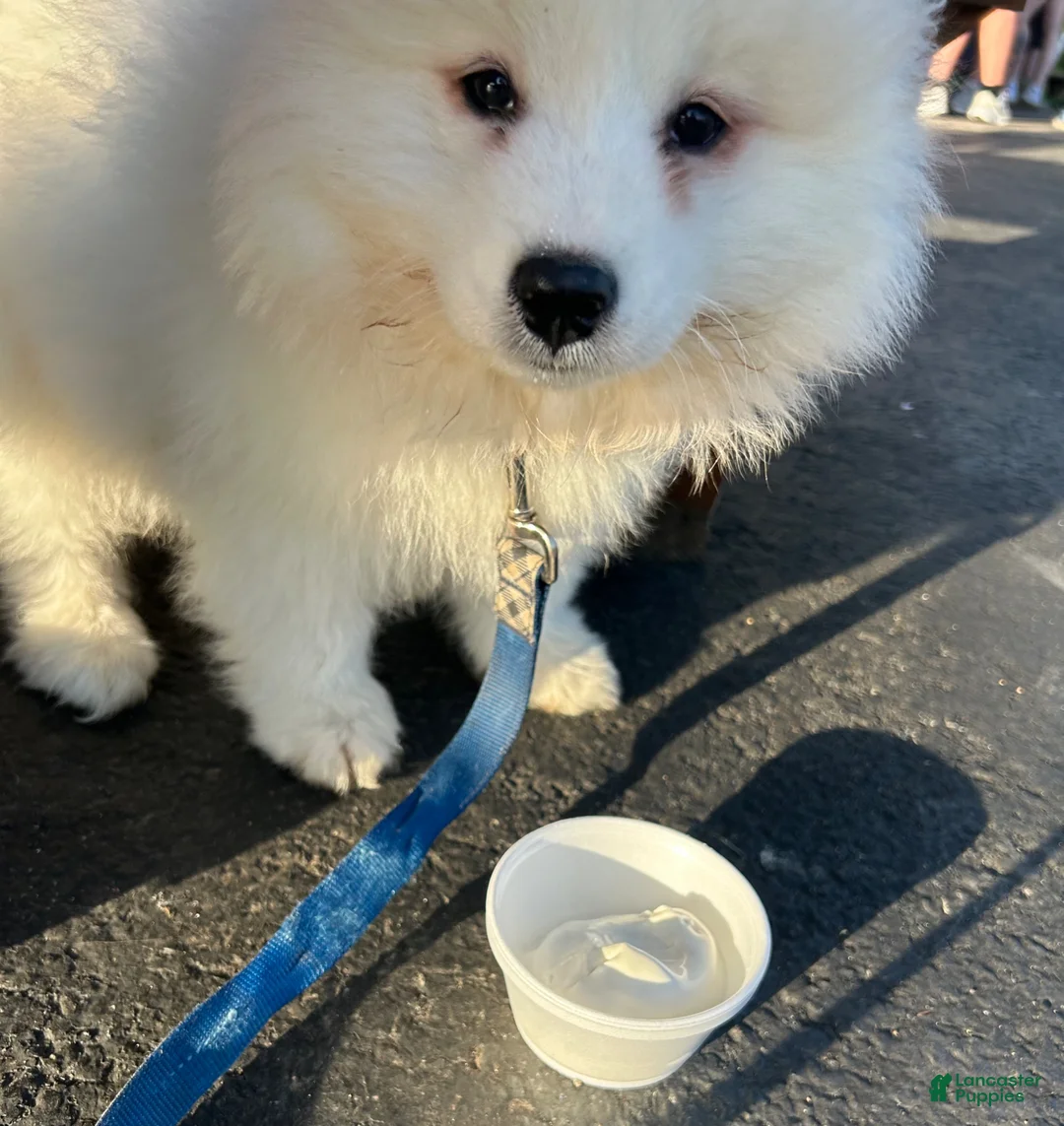 Samoyed dogs for sale: Samoyed Puppy 1 - Ad 1