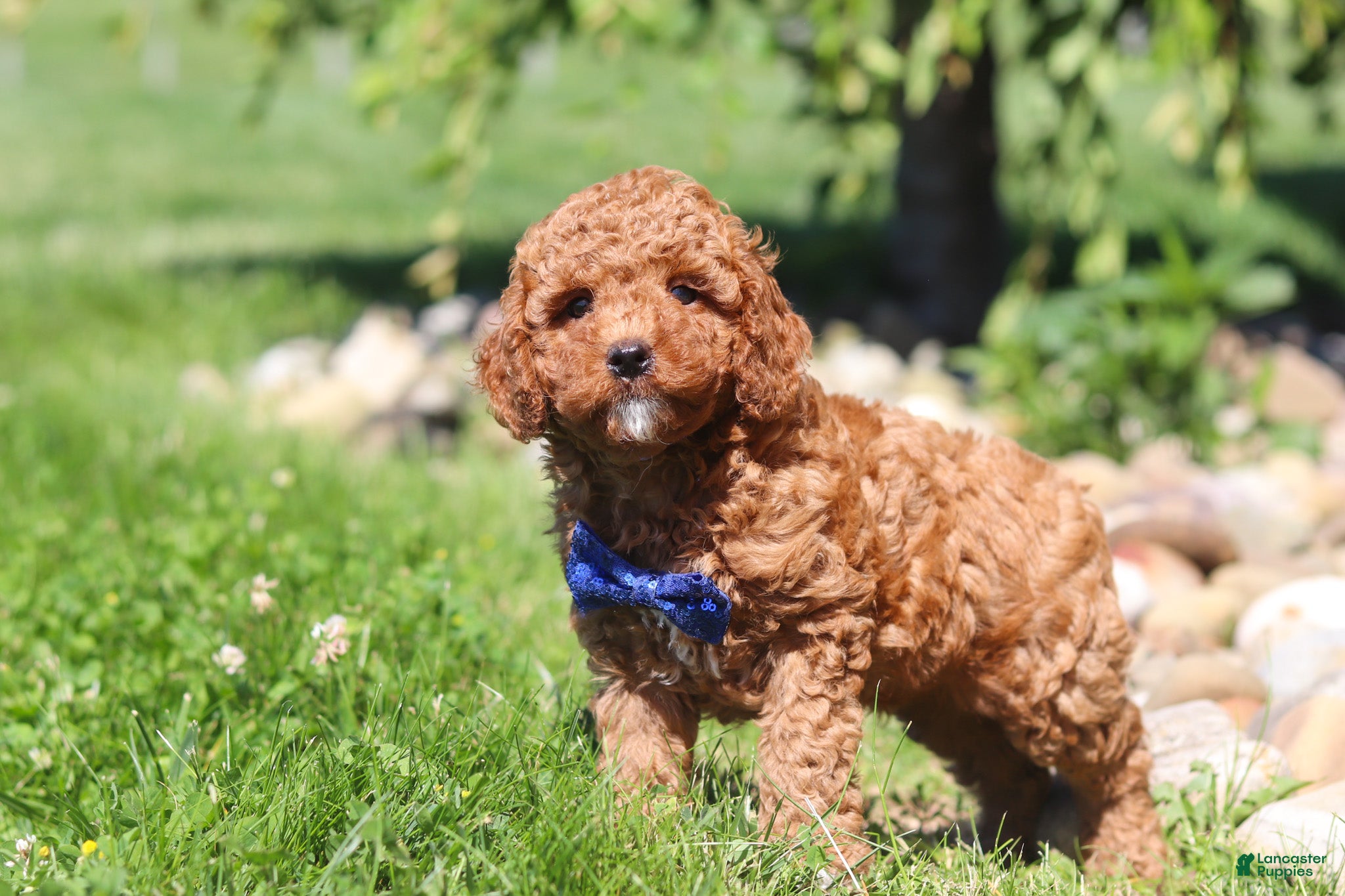 Mini Goldendoodle dogs Carter - Ad 2