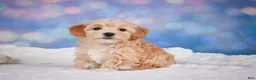 Maltipoo dogs for sale: callie - Ad 6