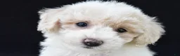Cavachon dogs for sale: Jewel - Ad 9