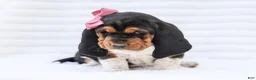 Basset Hound dogs for sale: Ellie Purebred Basset Hound Pup - Ad 5