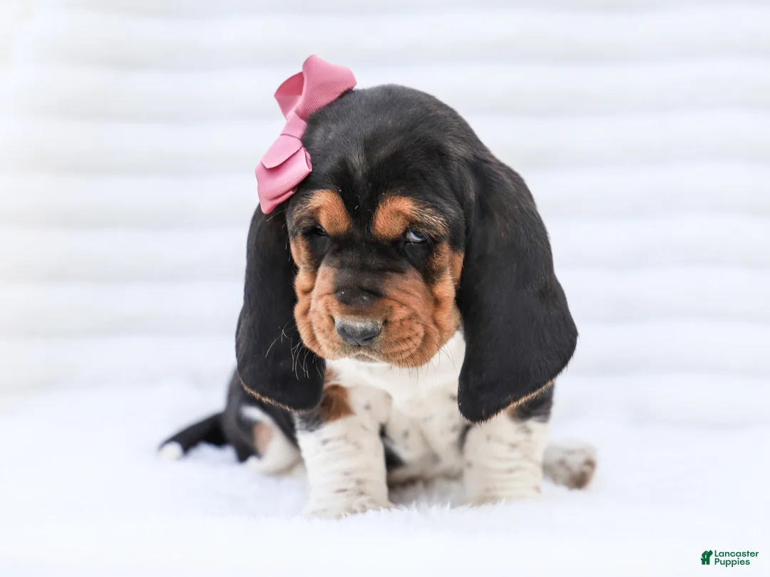 Basset Hound dogs for sale: Ellie Purebred Basset Hound Pup - Ad 5