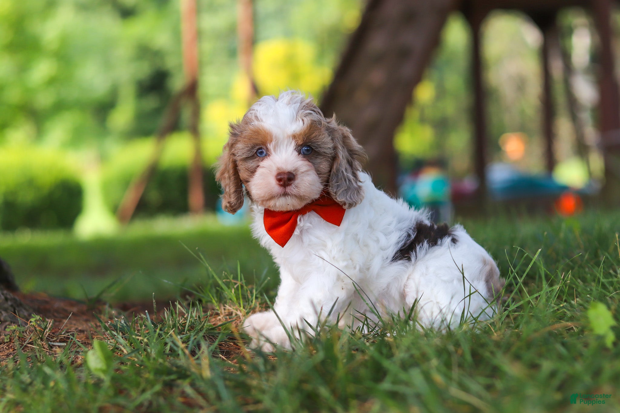 Cavapoo dogs Chase - Ad 2