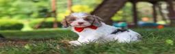 Cavapoo dogs for sale: Chase - Ad 2