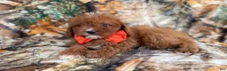 Cavapoo dogs for sale: Lucky - Ad 7