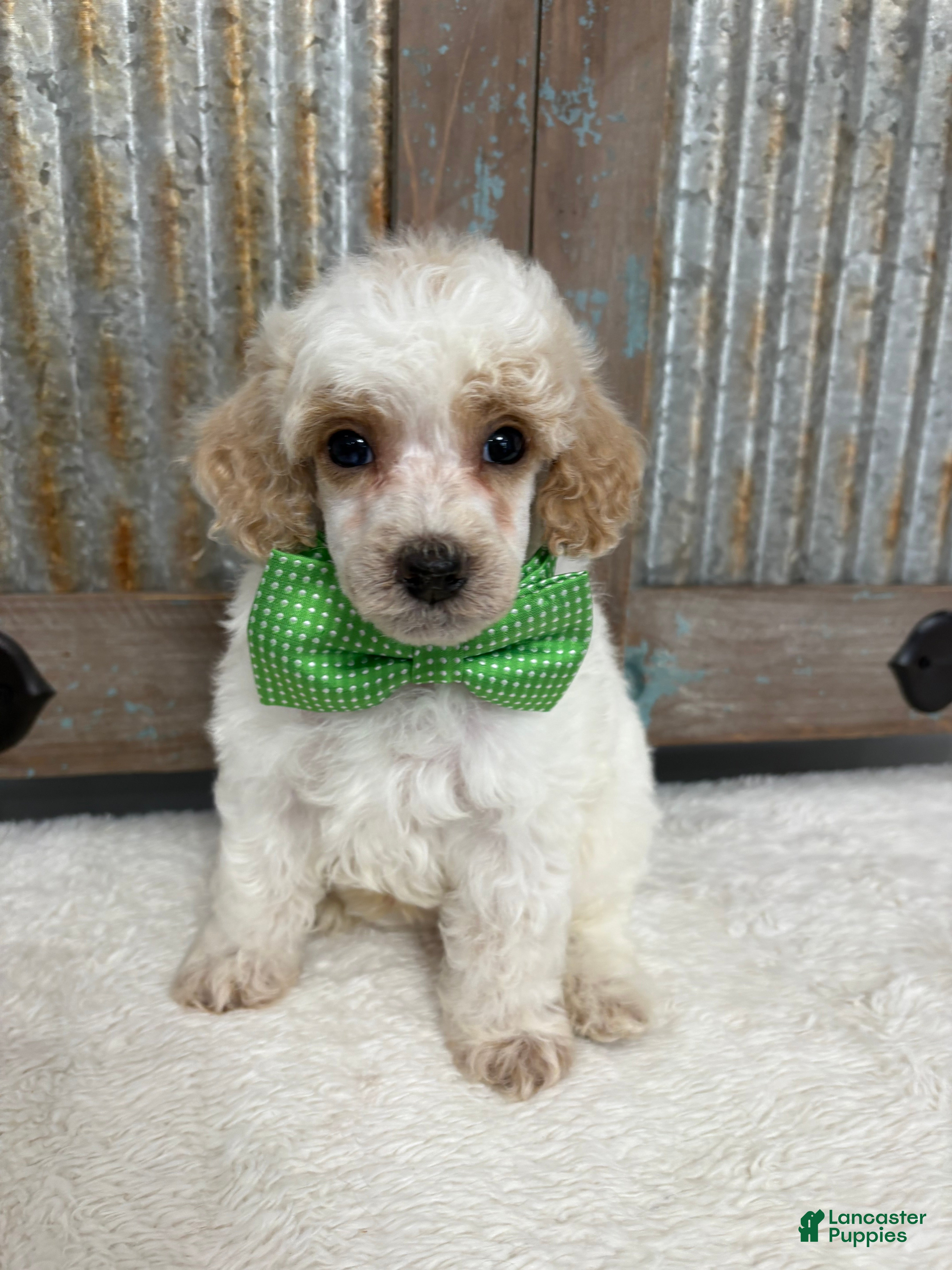 Miniature Poodle dogs Green collar “Fred” - Ad 1