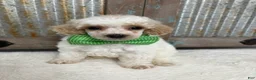 Miniature Poodle dogs for sale: Green collar “Fred” - Ad 1