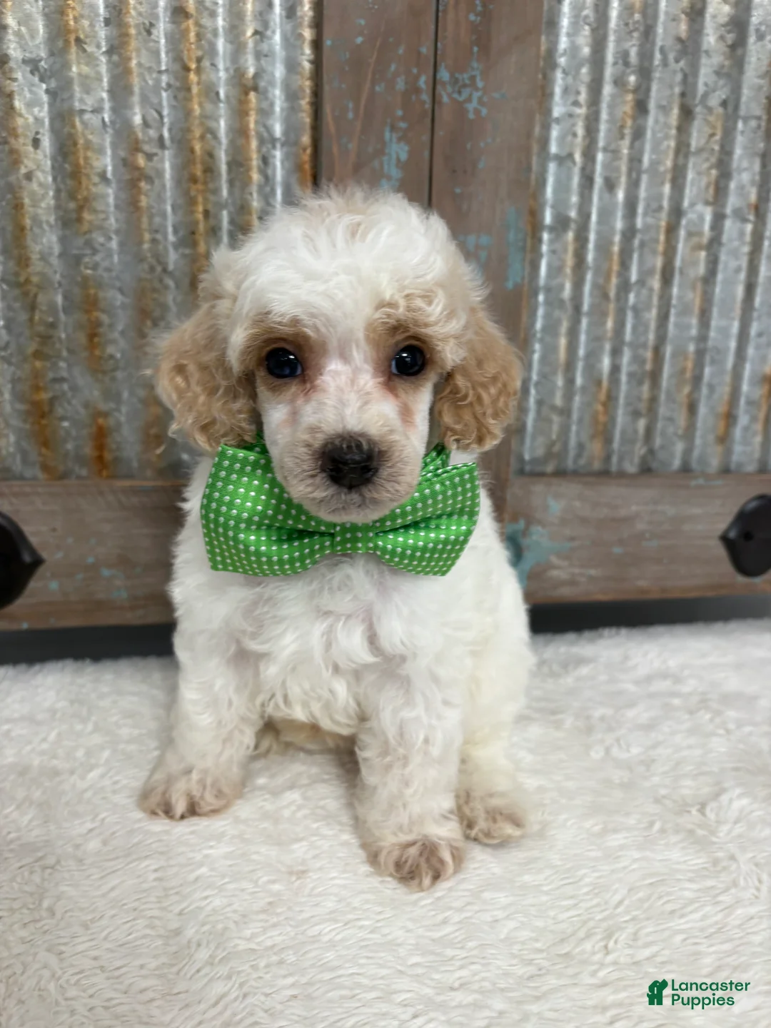 Miniature Poodle dogs for sale: Green collar “Fred” - Ad 1