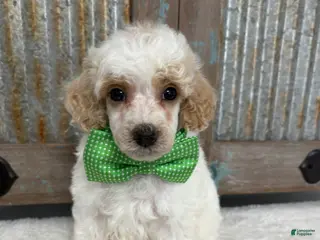 Miniature Poodle dogs for sale: Green collar “Fred” - Ad 2