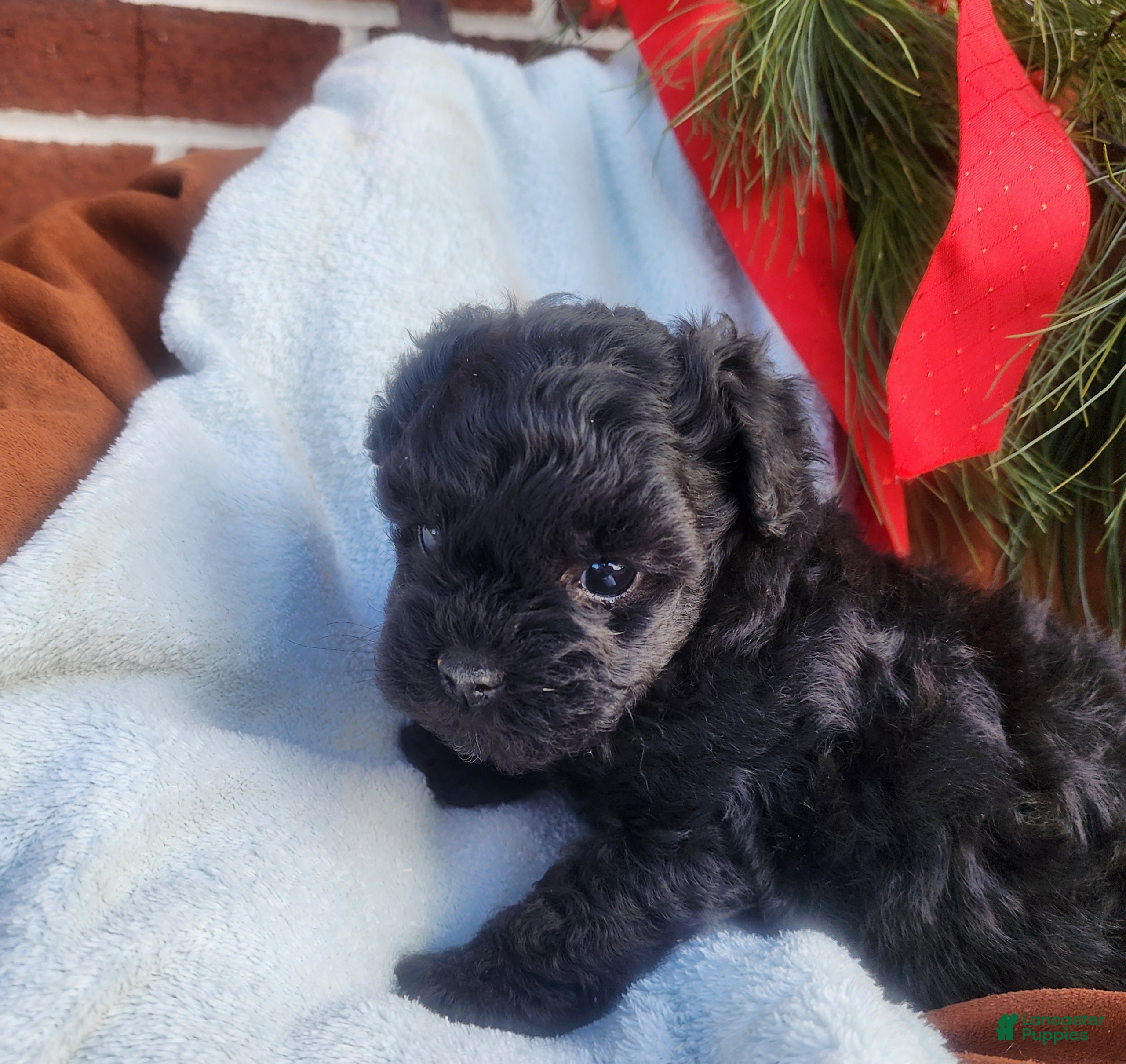 Pomapoo dogs Chimp  - Ad 8