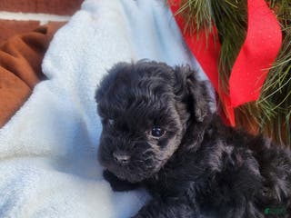 Pomapoo dogs Chimp - Ad 16