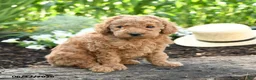Miniature Poodle dogs for sale: Crosby - Ad 3