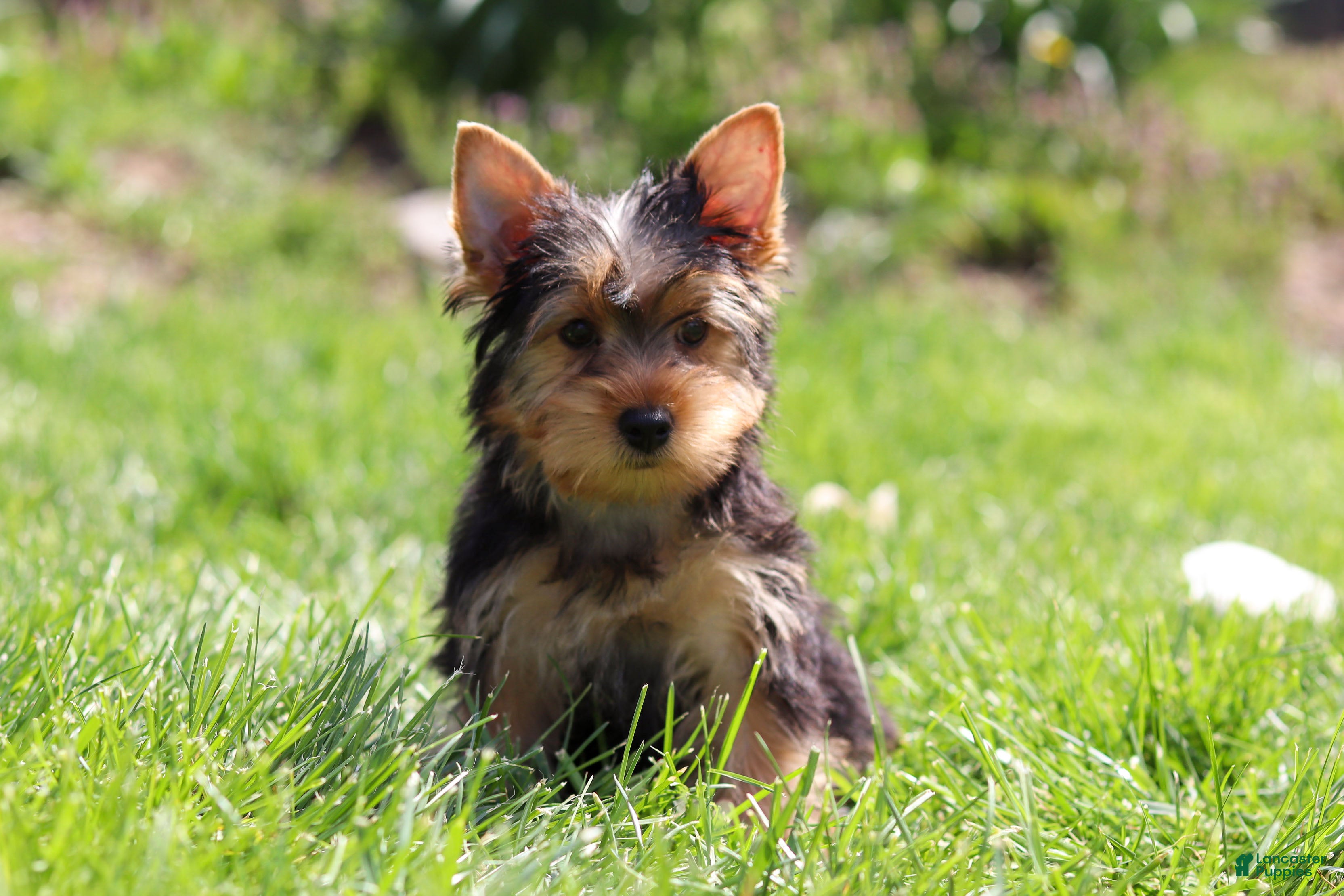 Yorkshire Terrier dogs Cora - Ad 2