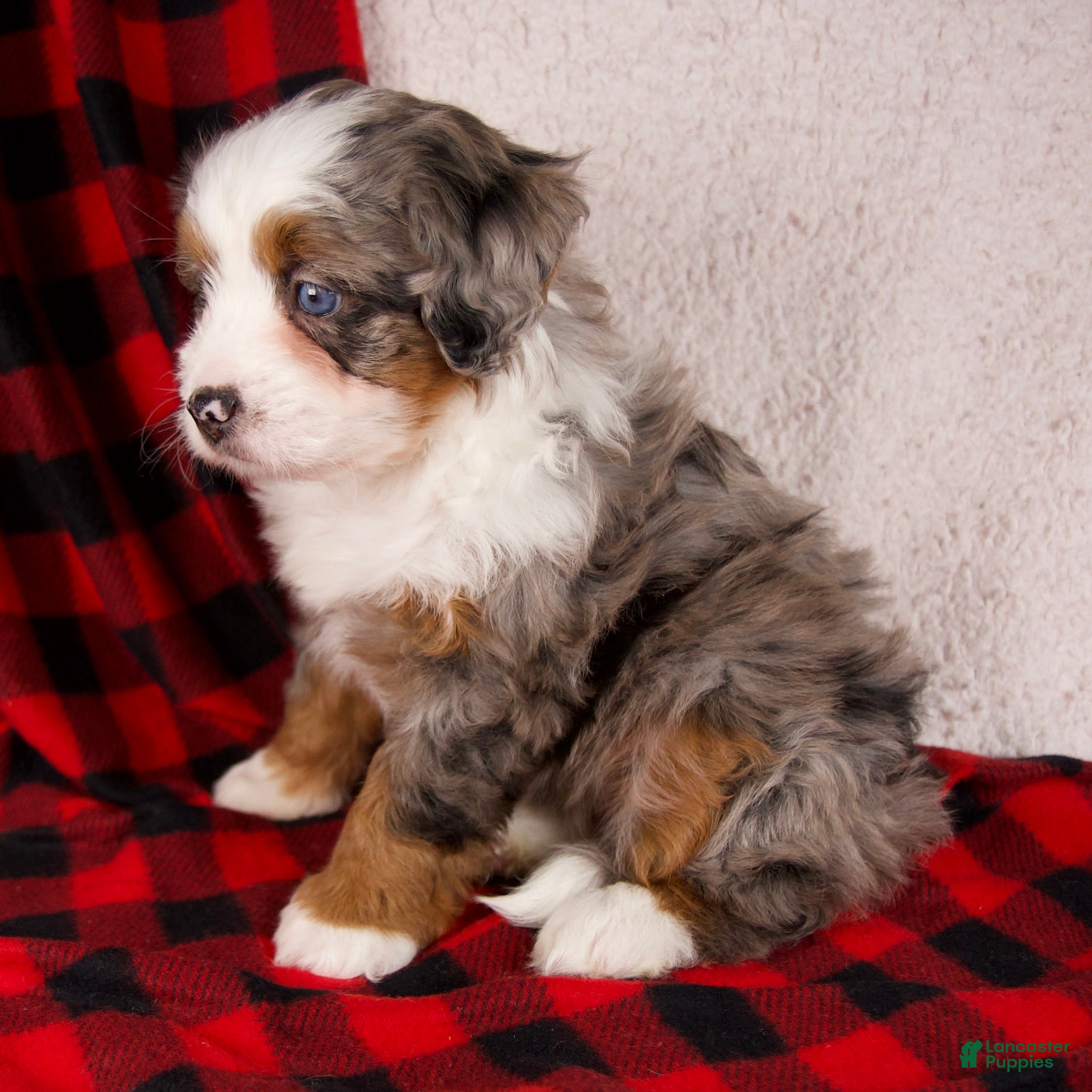 Mini Bernedoodle dogs Holly Girl *Potty Training* - Ad 4