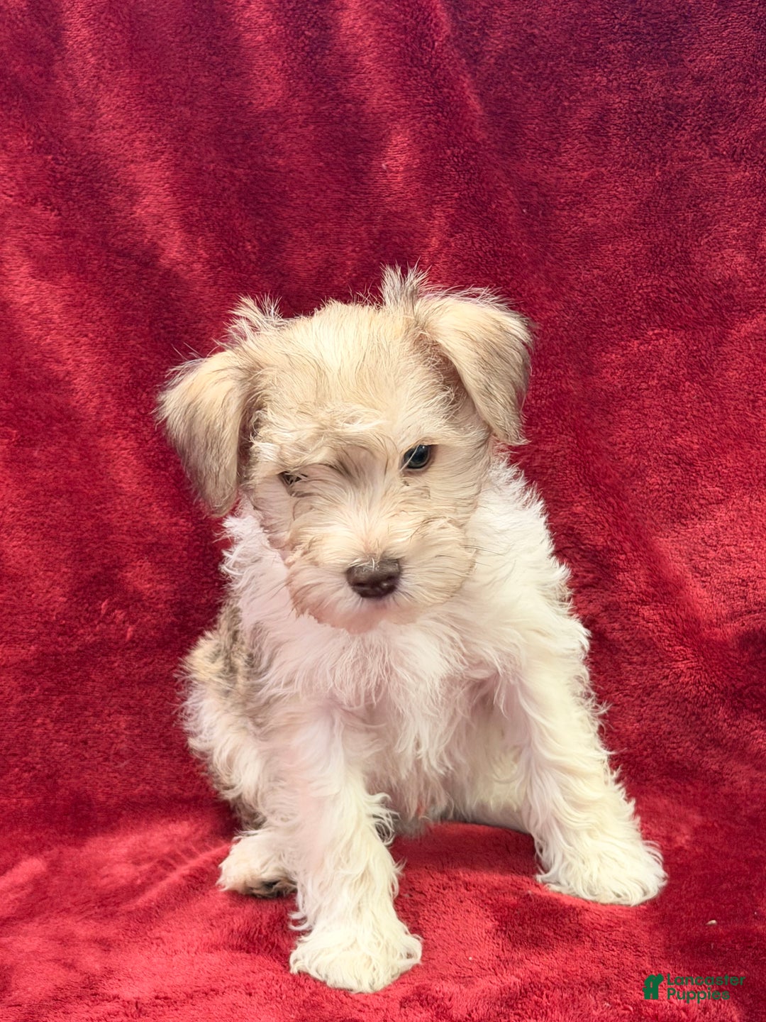 Miniature Schnauzer dogs for sale: Miniature Schnauzer Puppy 2 - Ad 2