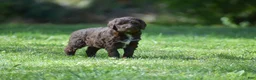 Portuguese Water Dog dogs for sale: Megan - Ad 8