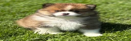 Pomeranian dogs for sale: Moppet - Ad 1