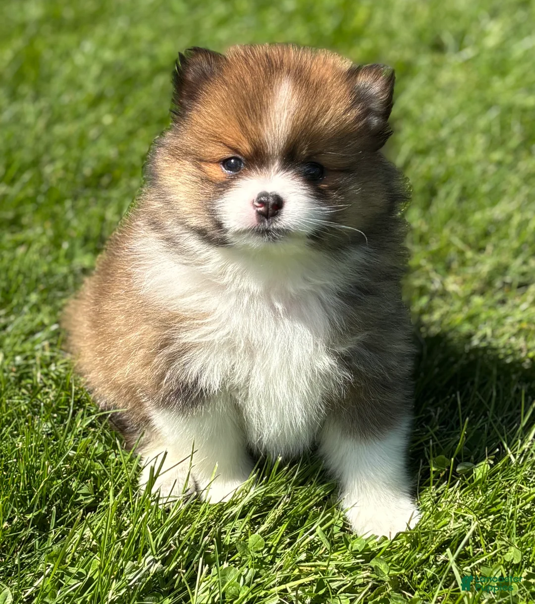 Pomeranian dogs for sale: Moppet - Ad 1