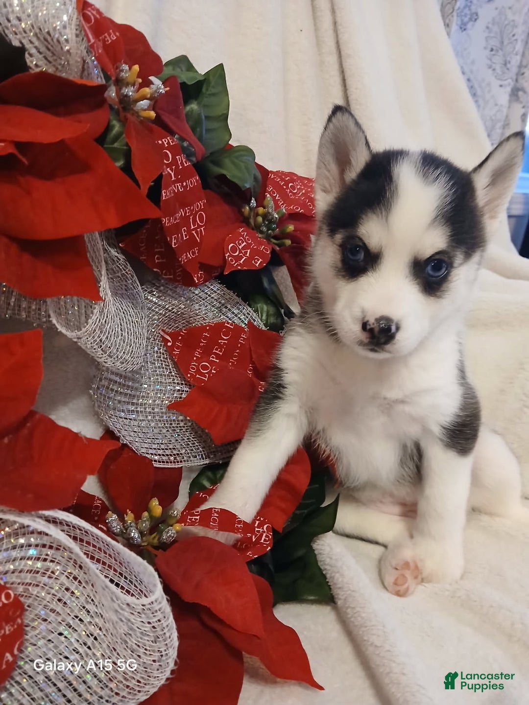 Pomsky dogs for sale: Pomsky Puppy 2 - Ad 1