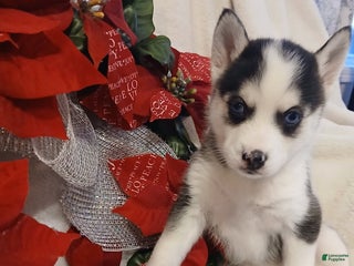 Pomsky dogs Pomsky Puppy 2 - Ad 39