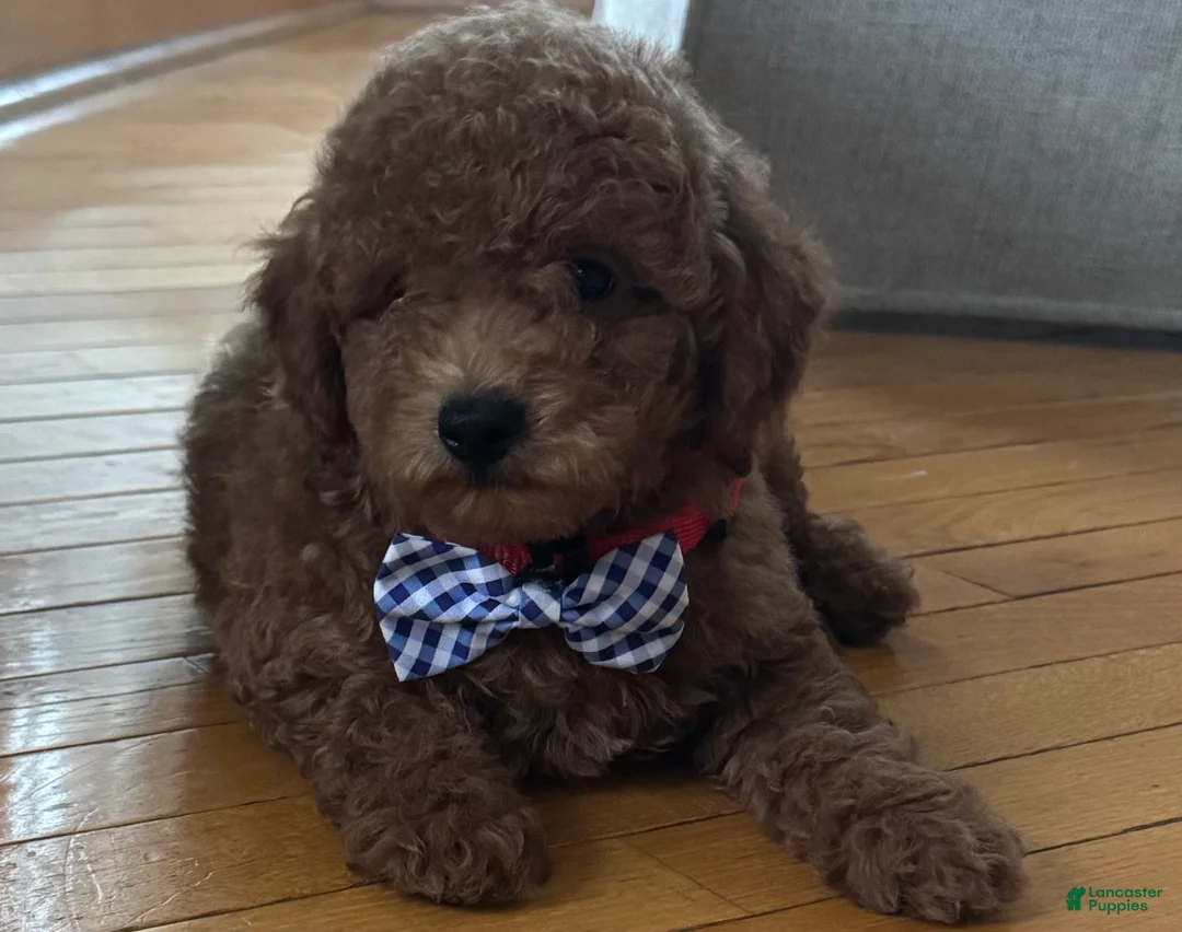 Mini Goldendoodle dogs for sale: Mini Goldendoodle 1 - Ad 4