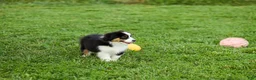 Miniature Australian Shepherd dogs for sale: Lassie Miniature Australian Shepherd Puppy  - Ad 4
