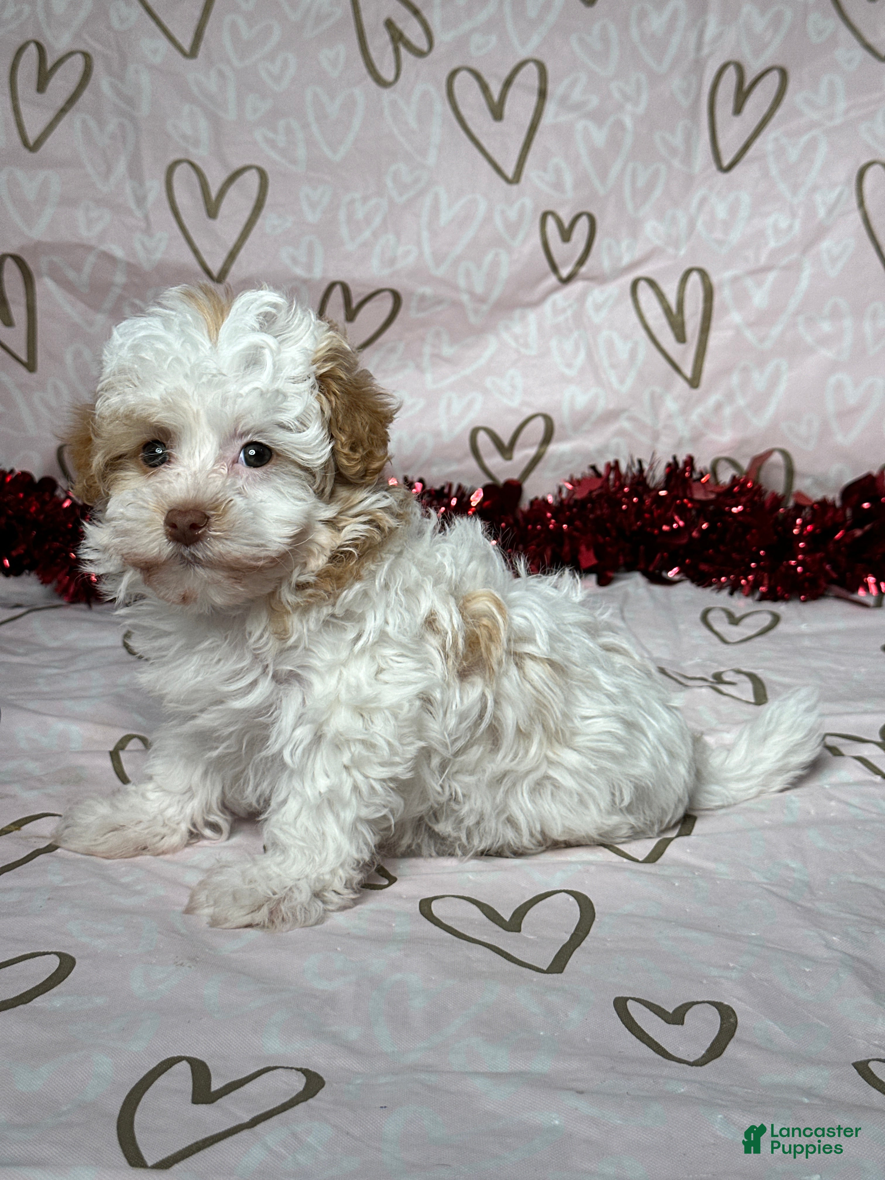 Havapoo dogs Macy - Ad 2