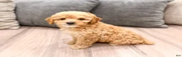 Miniature Poodle dogs for sale: Blaze - Ad 4
