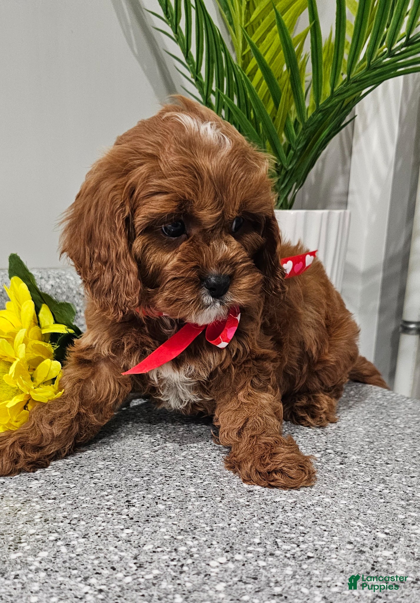 Cavapoo dogs Maxwell  - Ad 2