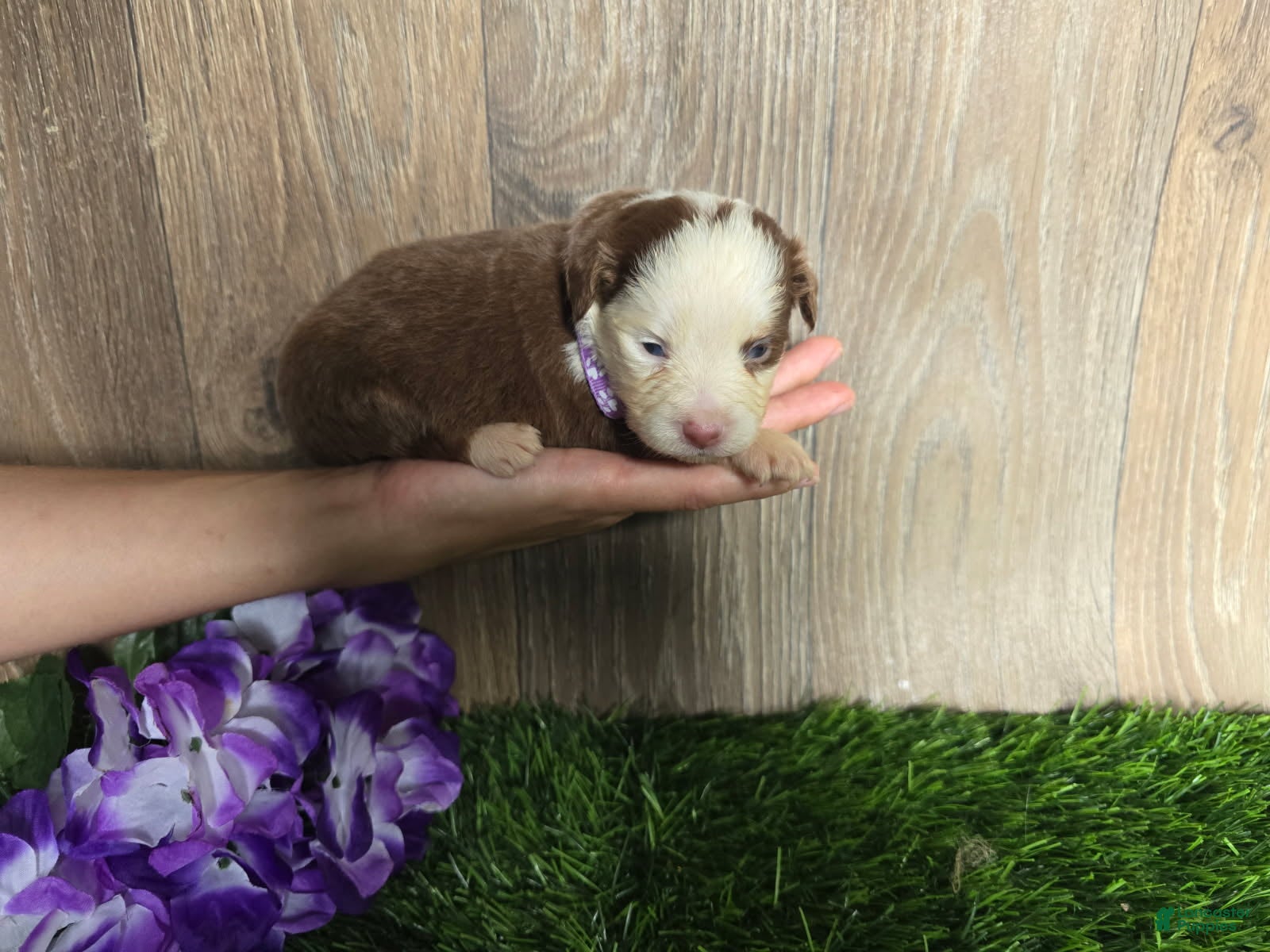 Toy Australian Shepherd dogs Girl  - Ad 19