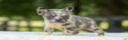 French Bulldog dogs for sale: Lisa - Ad 6